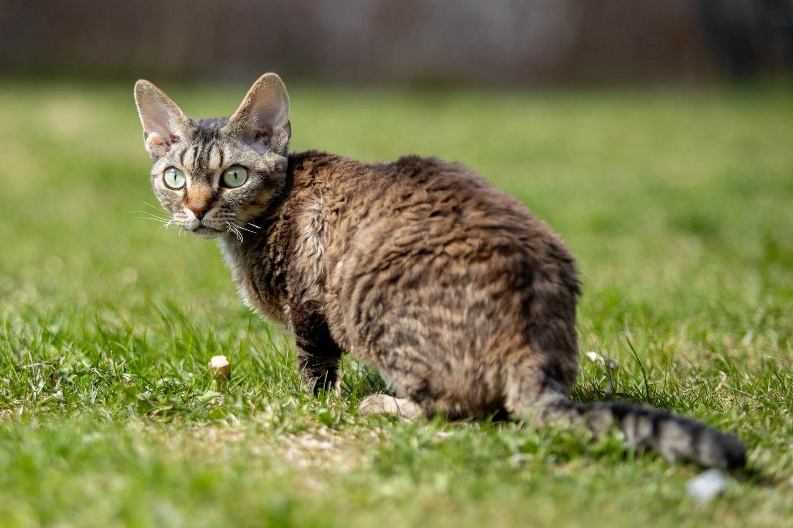 FI Varjoliljan Jadi on tiineenä. Pentueen isukki IC S'Tösa Mot alla Odds