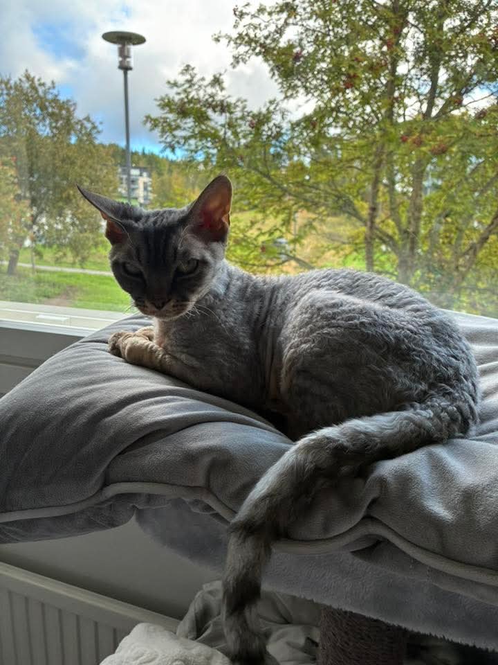 Omakasvattini CH FI Teekexsin Elephant Elegant on tulossa isä. Emo on kaunis FI Varjoliljan Inkeri