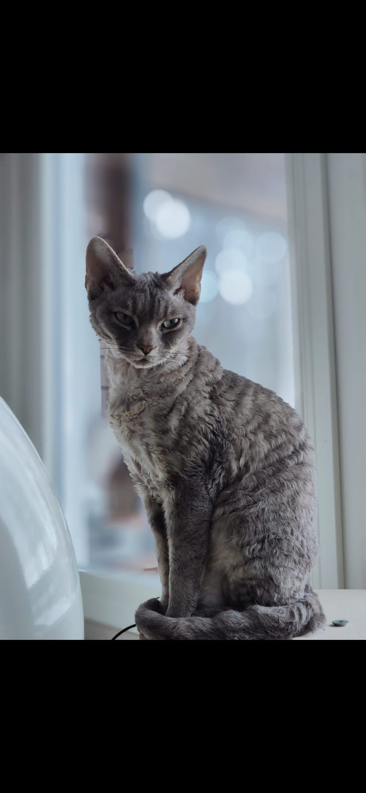 Kuvan kaunis kissa on FI Varjoliljan Inkeri