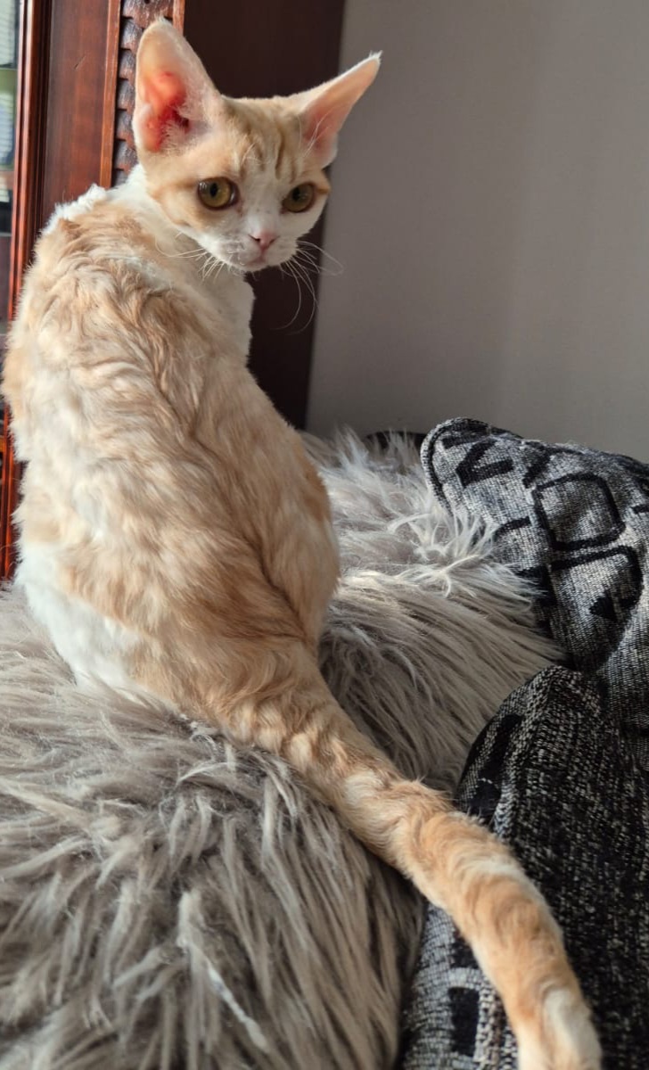 CH JCH EE Masterpiece Rosalie