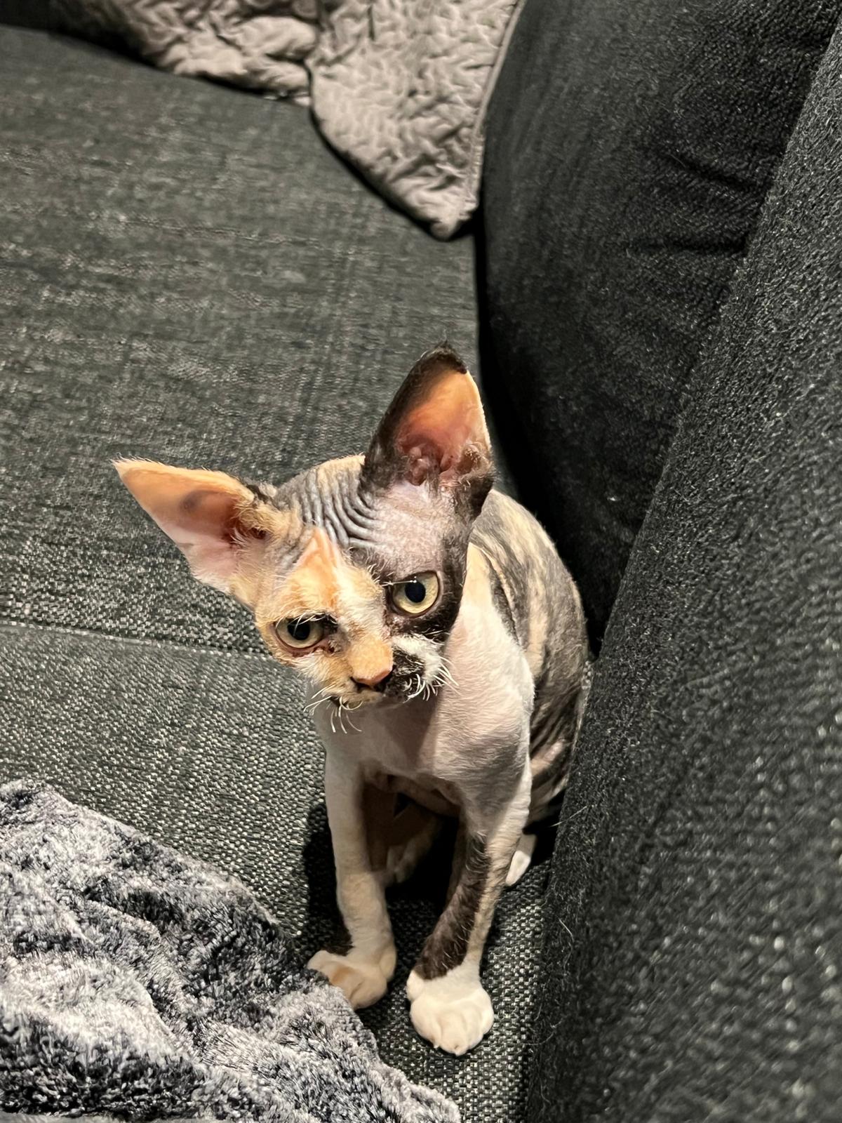 FI Avariel Xiamara alias Sissi on siirtynyt kissalaamme ja on sijoituskodissa nyt pikkusiskon roolissa omakasvattini FI Teekexsin Enna Etna alias Simmu seurassa.