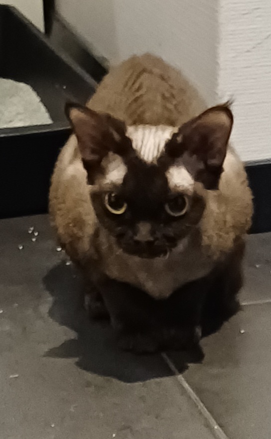 FI Teekexsin Enna Etna alias Simmu