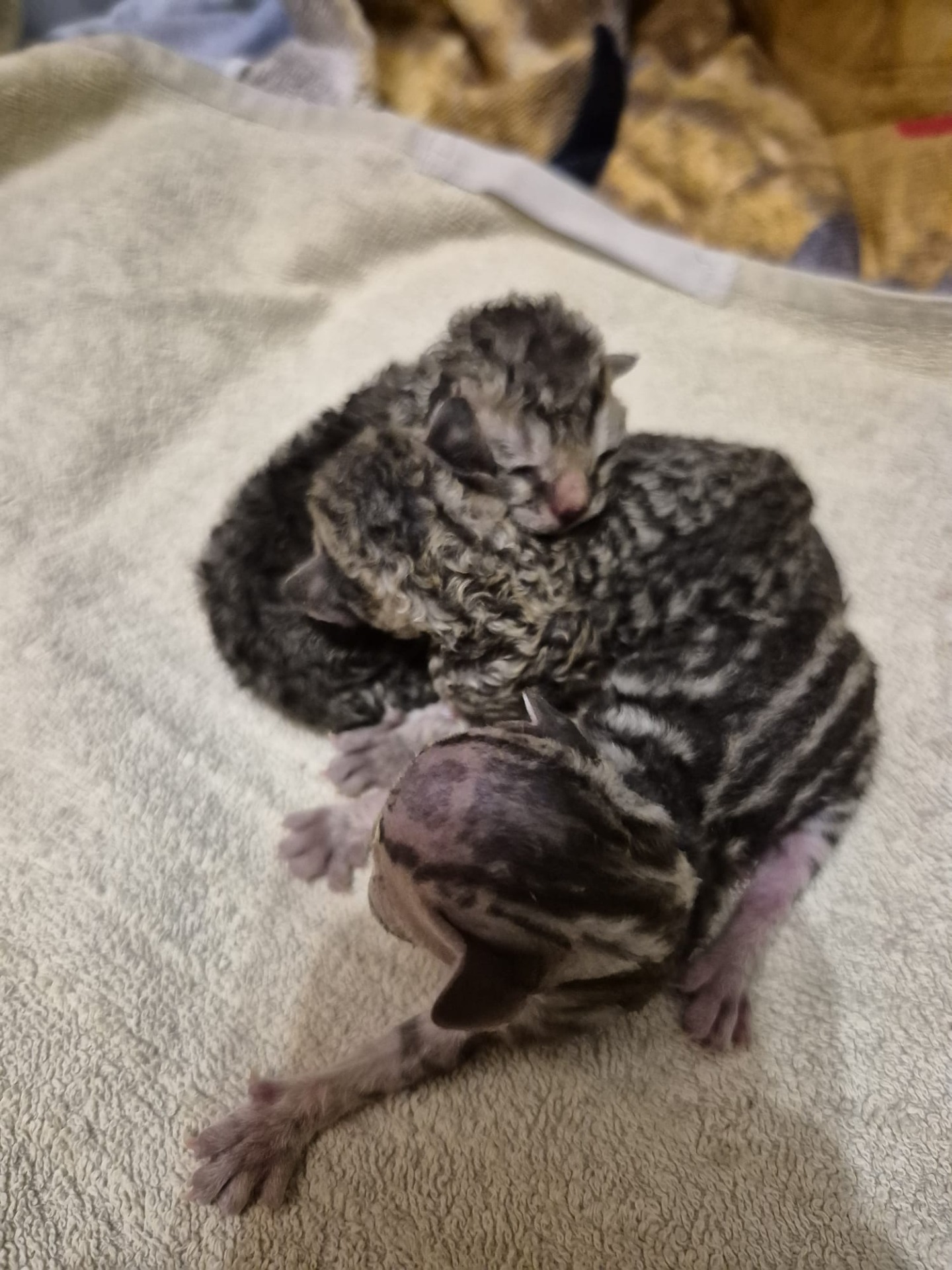 7.11.2025 syntyivät Inkerin ja Gizmon kolmoset