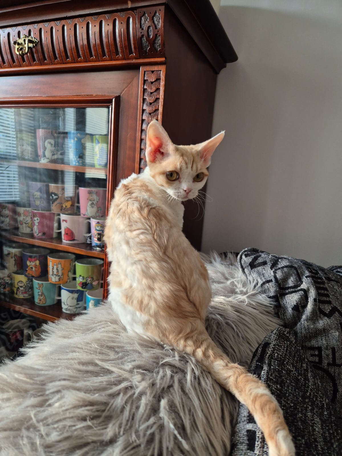 JCH EE Masterpiece Rosalie 