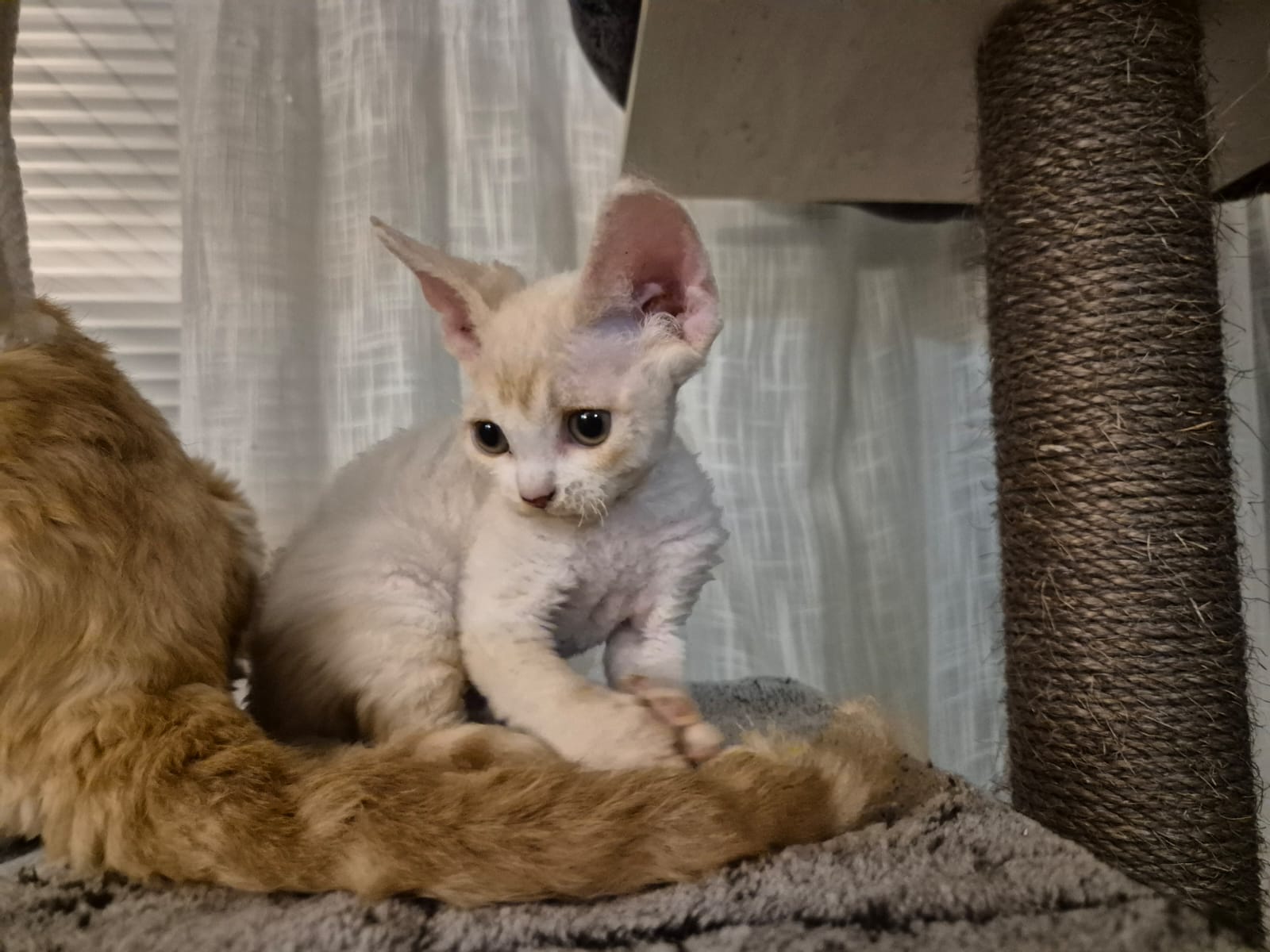 Roselian ja Oddiksen poika Hapsu etsii sijoituskotia pääkaupunki seudulta tai Uudeltamaalta mieluiten.