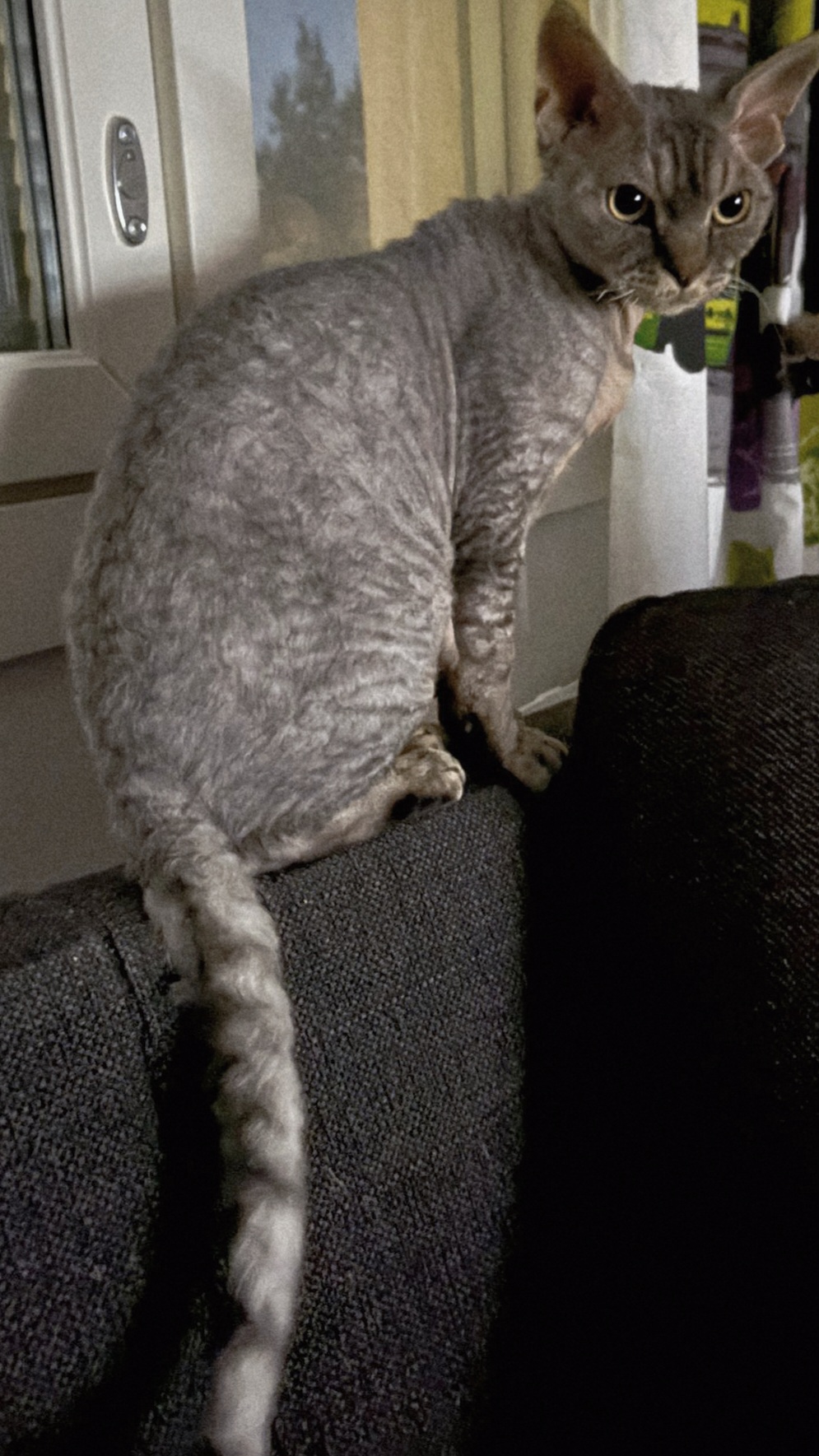 CH FI Teekexsin Elephant Elegant alias Gizmo veriryhmä  B. ns 24. Emo CH FI Avariel Saffron isä S'Wicced Withs alias Nakki