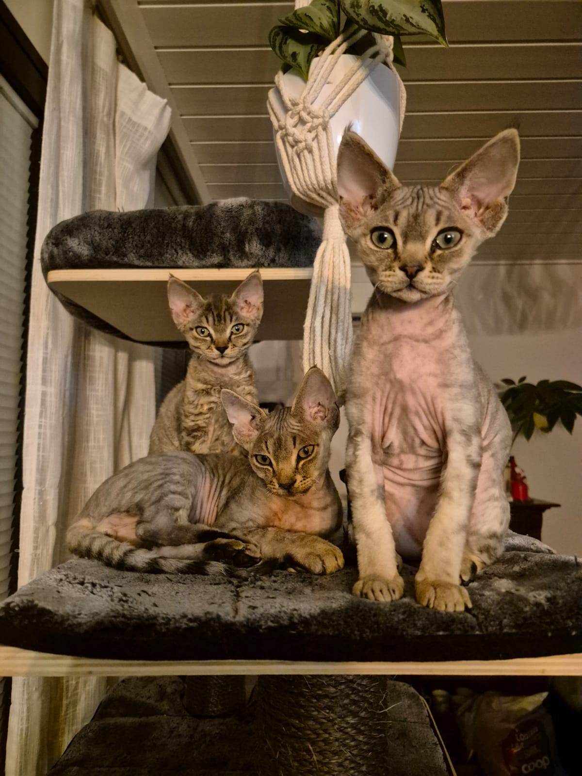 Mauno,Miisa ja Miina huomenna 13vko (6.2). Emo Varjoliljan Inkeri/isä Teekexsin Elephant Elegant 