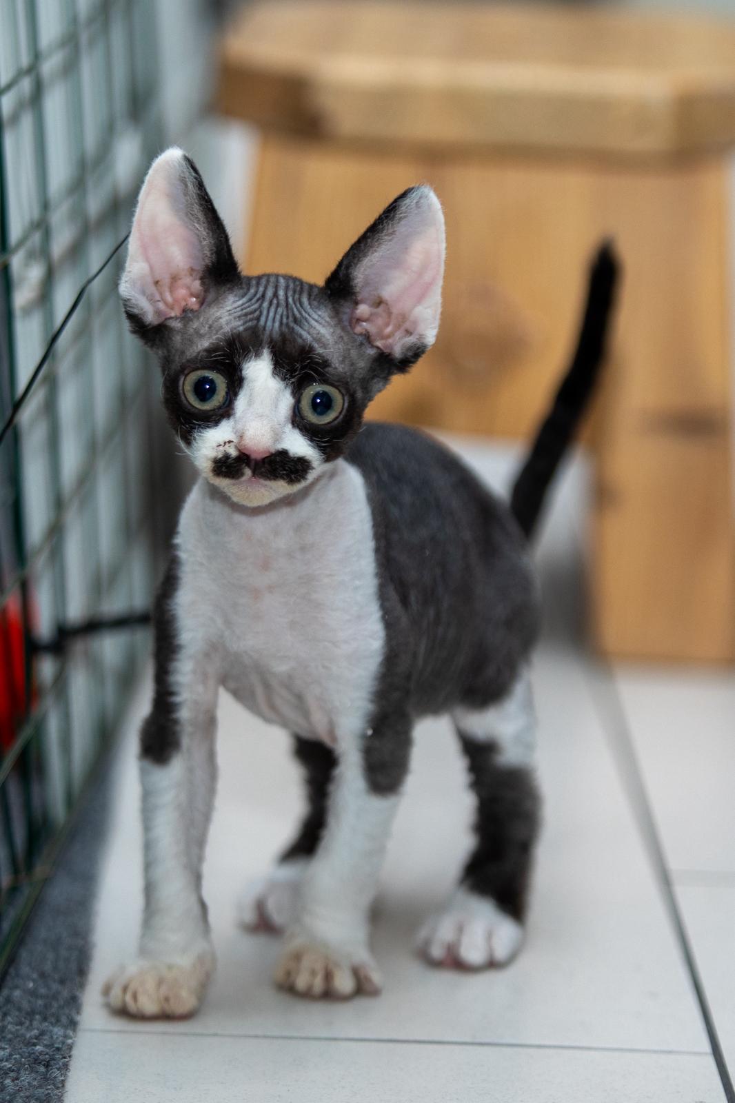 FI Varjoliljan Napoleon emo FI Varjoliljan Jadi/Isä S'Tösa Mot alla Odds 