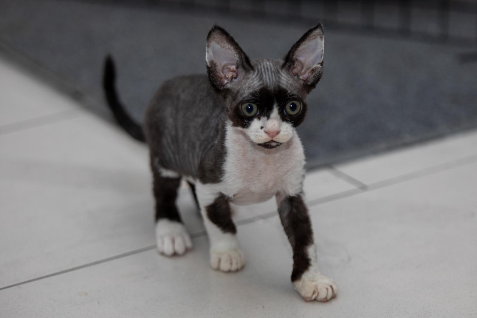 FI Varjoliljan Noki emo Varjoliljan Inkeri/isä S'Tösa Mot alla Odds 