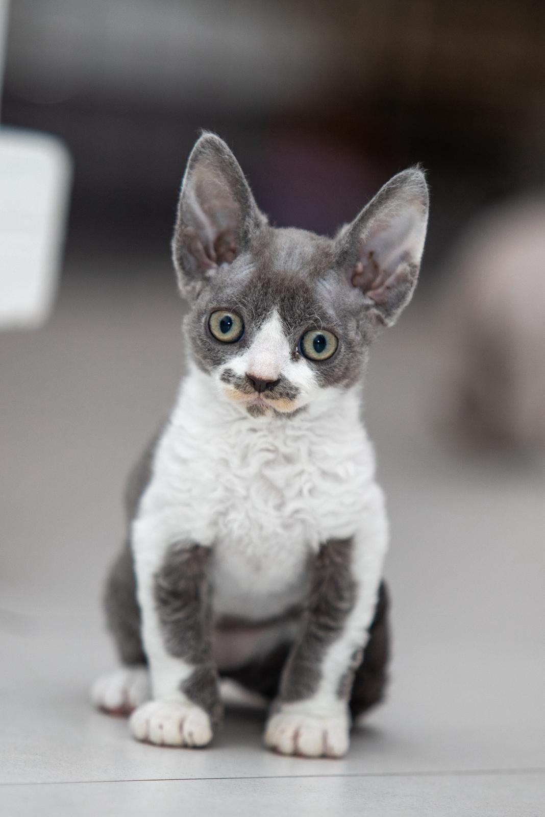 FI Varjoliljan Nuoli emo Varjoliljan Jadi/isä S'Tösa Mot Alla Odds 