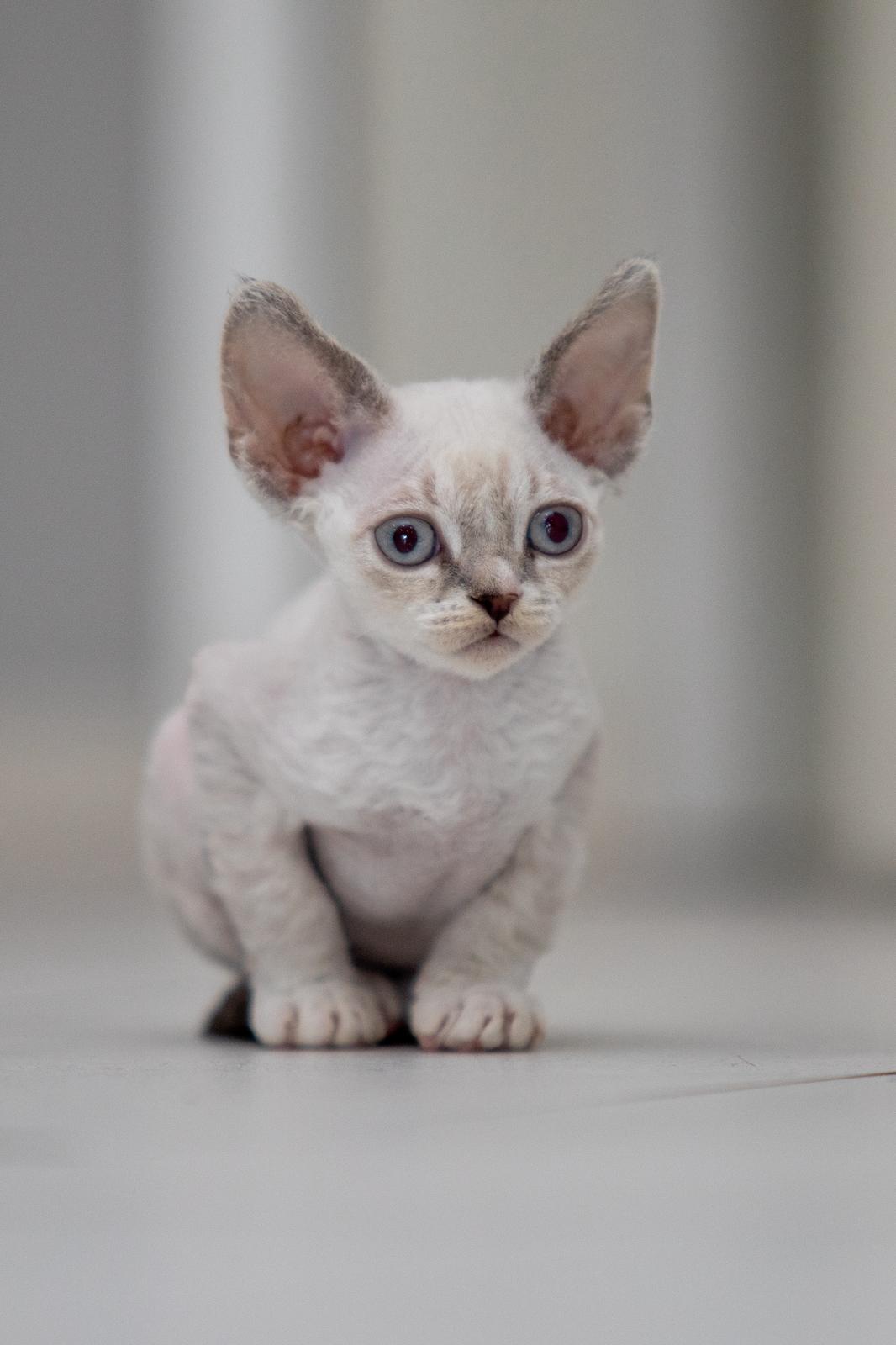 FI Varjoliljan Naku emo Varjoliljan Jadi/isä S'Tösa Mot Alla Odds 