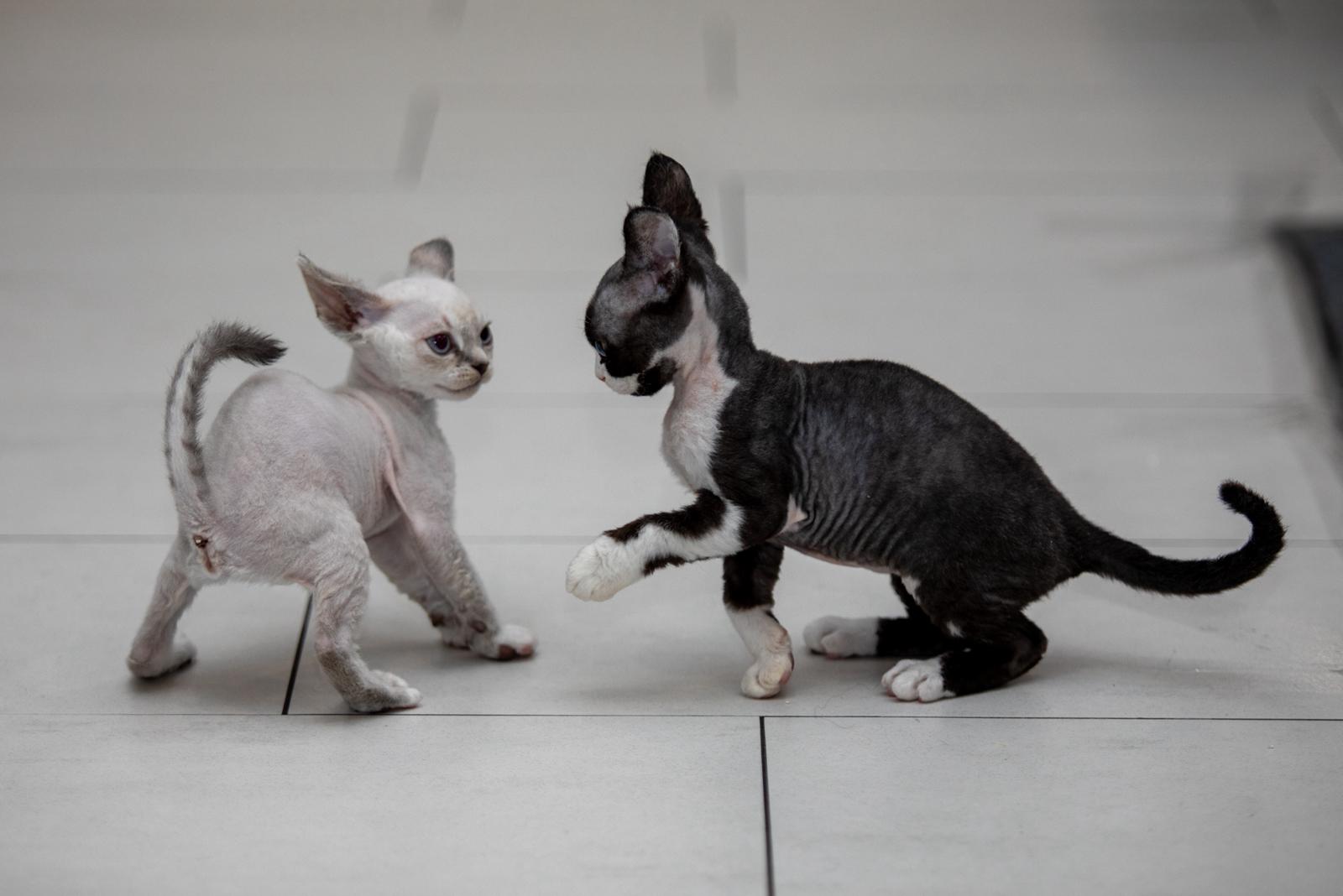 FI Varjoliljan Naku ja Noki keskustelee. Kuvat Jadi perhe😻❤️😻❤️