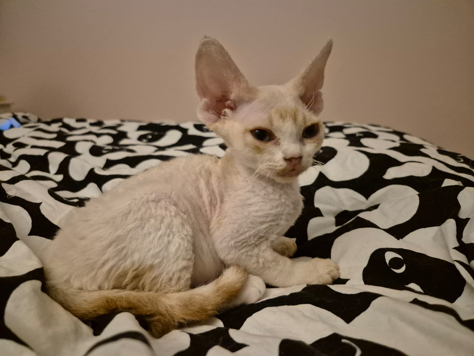 FI Teekexsin Hugo Hulma jää sijoitukseen emo Rosalie Masterpiece isä S'Tösa Mot alla Odds.  Hugo on DRX d 03 24 Veriryhmä B