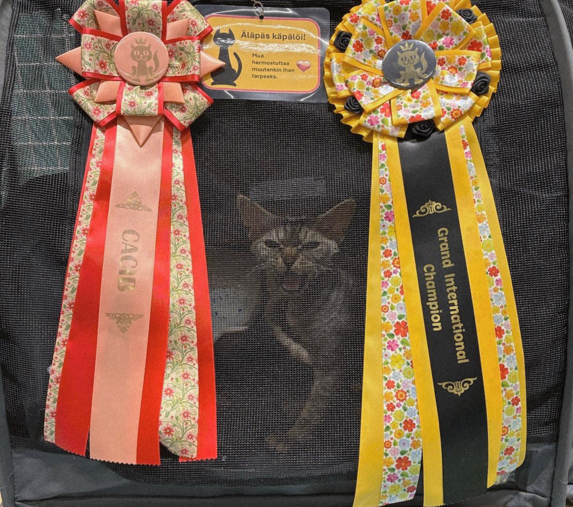 IC FI Teekexsin Elephant Elegant alias Gizmo Nouste Areena ja valmistui International Champion titteliin