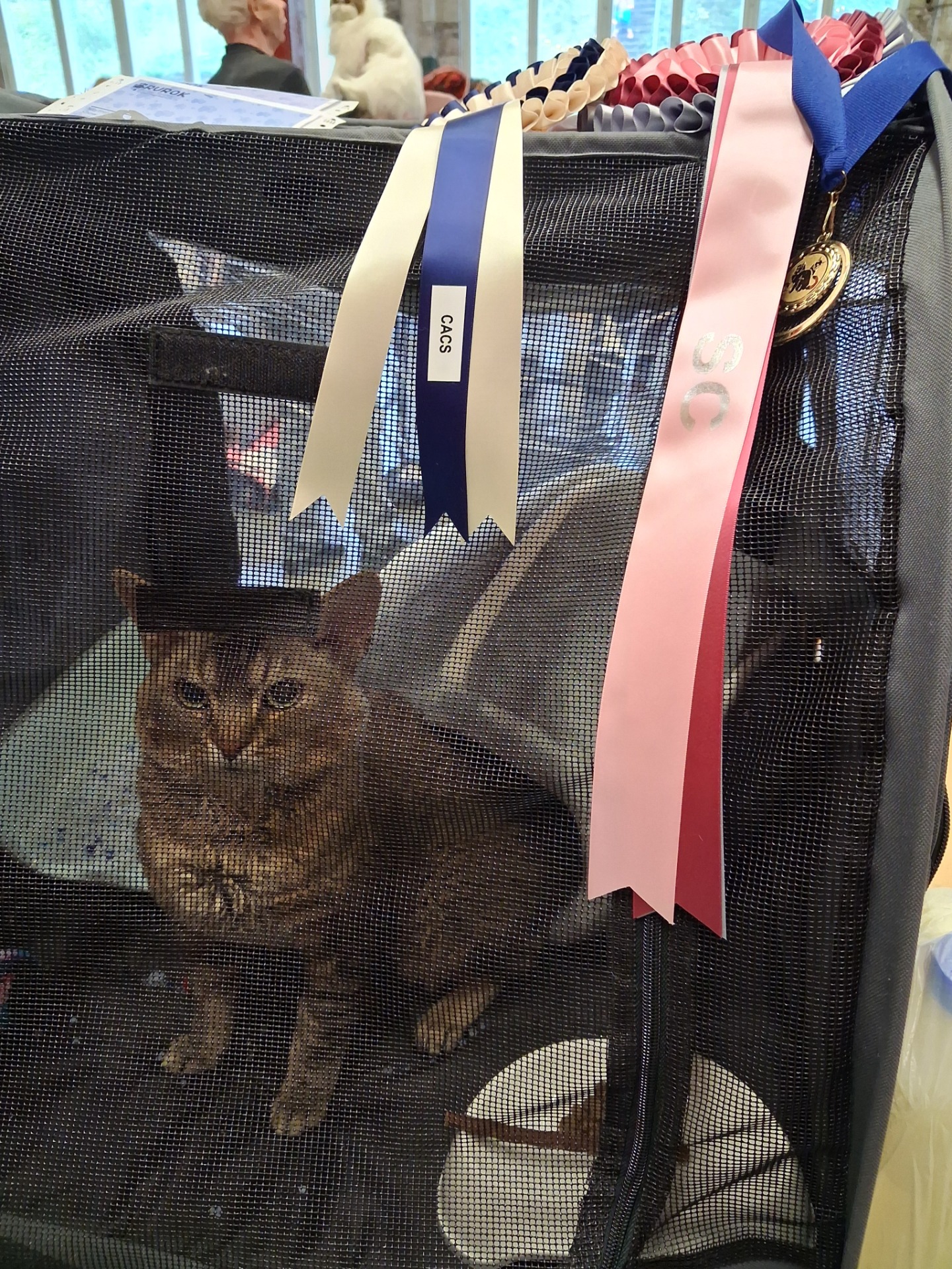 SC FI Clavinovan Rasmus valmistui Karkkilan näyttelyssä titteliin Supreme Champion. Kiitos pikku ukkelini😻