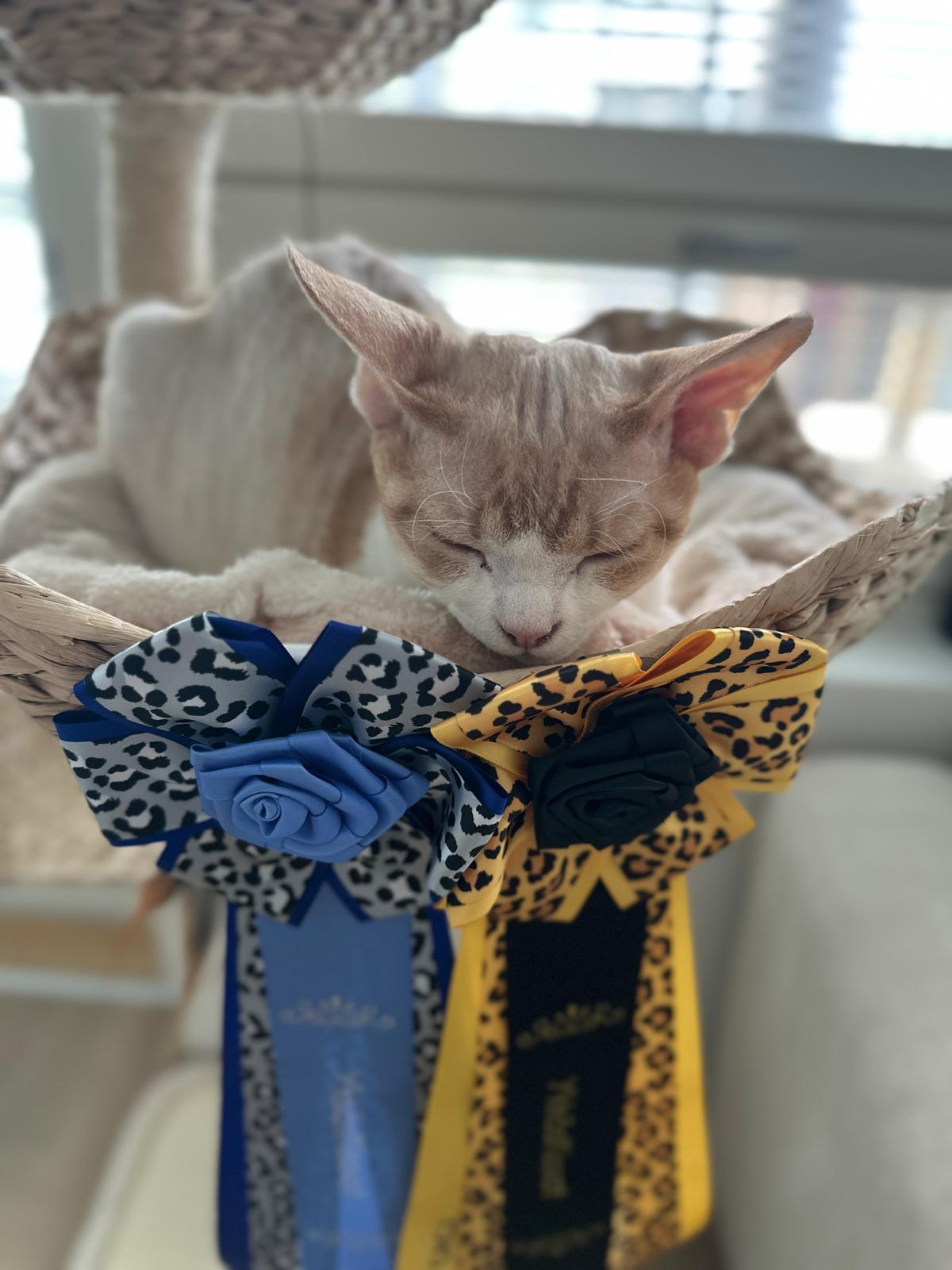 FI Teekexsin Hugo Hulma 2x junnu sert. Myös Hämeenlinnassa. Hyvä minipoitsu😻